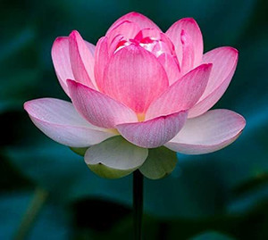 花 Shiki Lotus About the Lotus Flowers｜Senjuji, Head Temple of
