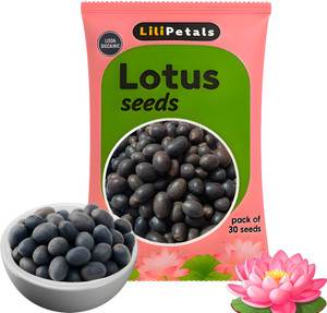 लिलिपेटल लोटस सीड्स बीज