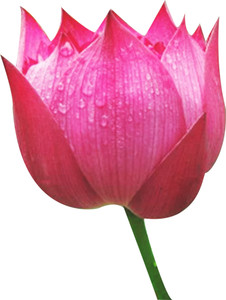 amkdseeds Lotus Seed