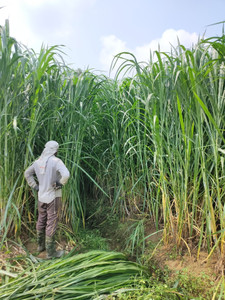 अबीश्वास पिग के लिए हाइब्रिड फॉडर ग्रास, 100% जर्मिनेशन बीज