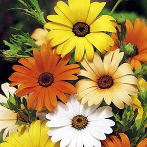 *Daisy*様 28-daisy-mix-color-hybrid-