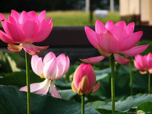 LIVOX Lotus Seed