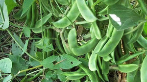 Beansページ Flat beans seeds Pack of 12 : Amazon.in: Garden & Outdoors