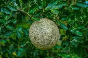 kaitha fruit image