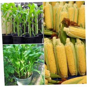 greenfarm NXC- Yellow Sweet Corn Seeds /Hybrid/ Best Quality , 140