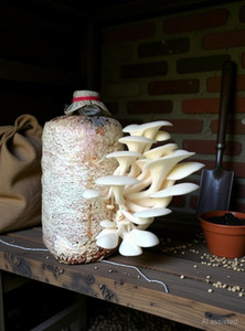 Arko Oyster Mushroom Spawn/Seeds Edible CO2 Variety Seed
