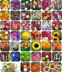 FLARE SEEDS 40 Variety Flowers Seeds Combo Pack Bloom Your Garden Seed