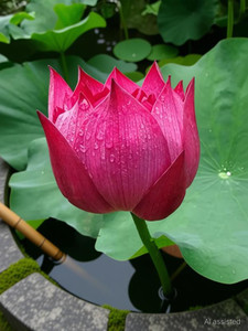 Ankur Farm Lotus, Kamal, Padma Flower Seed