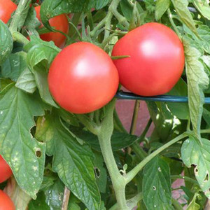 500-ts-521-sree-original-