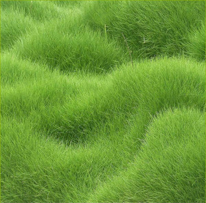 500-lawngrs36-gromax-india-