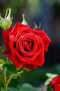 RoyalGardening Rose Plant