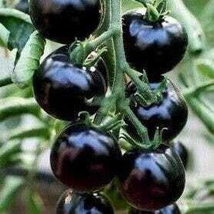 seedargo Seedargo Best Quality Hybride black Tomato Seed Seed