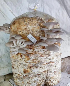 Mayabon Original Oyster mushroom seed,organic,Healthy,Vegetable Seed