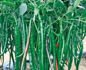 Mirch 10g, F1 hybrid chilli seeds highest yield Verity dark green fruit Seed