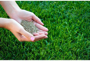 GREEN HERB BERMUDA GRASS SEED Seed
