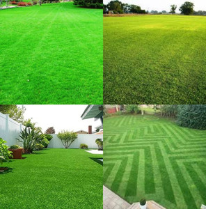 ibains Lawn grass seeds for garden pack of 15500 Seed