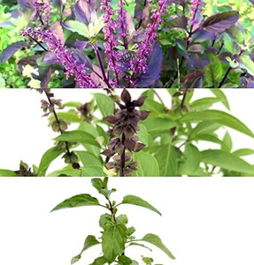 BEEJ TANTRA 3 VARIETY OF BASIL MARUA BASIL RAMA TULSI AND KRISHNA TULSI Seed