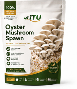 ITU Oyster Mushroom Spawn |, High Quality |, Fast Growing |, Indoor Grow Kit Seed