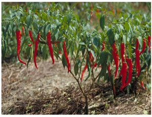 greenfarm Chilli Seeds / Long Mirchi Seeds , Pure Organic ,160 X