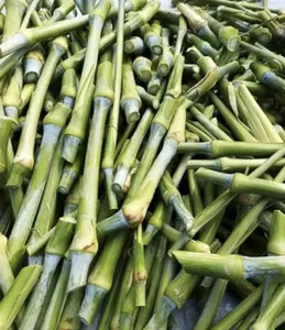 Nak HYBRID SUPER NAPIER MULTICUT GRASS FODDERS STICKS Seed