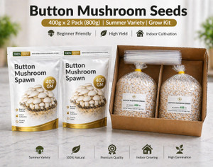 Dutta Button Mushroom Seeds 400g x 2 Pack (800g) | Summer Variety | Grow Kit Seed