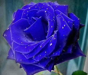 WILLVINE VVI-518 Blue Rose Flowers Seeds Seed Price in India - Buy