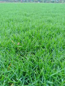 Seedsqlty Football ground grass seeds Seed