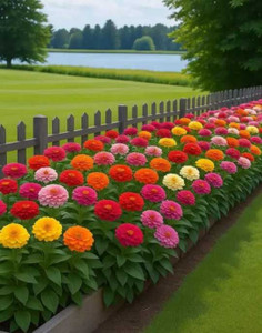 LBS FARMING Zinnia flower seeds pack of 100 Seed