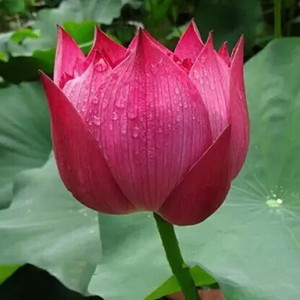 Aro Lotus, Kamal Seed