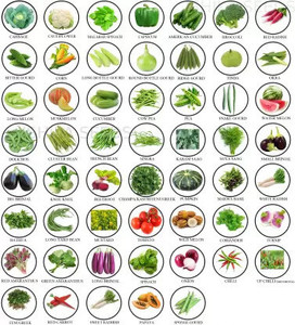 FLARE SEEDS 52 Variety of Vegetable Seeds Gardening Combo Seed