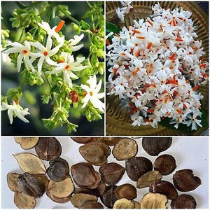 AloGardening Parijat Seed Price in India - Buy AloGardening Parijat Seed  online at Flipkart.com