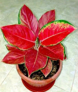 JDM Store aglaonema plant Seed Price in India - Buy JDM Store aglaonema  plant Seed online at Flipkart.com