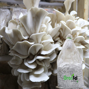 grenfel 600Gm +(Free 5 Pcs Rajanigandha bulbs) White Oyster Mushrooms Spawn/Seeds Seed