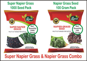 Ravel Super Napier Grass Seed 1000 Seed, Napier Grass Seed 100 Gram Pack Seed