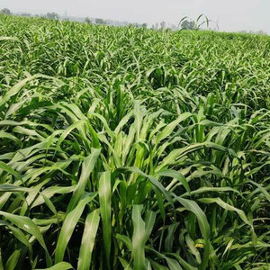 wequality Grass seeds for cow farming, Cow farming seeds for grass, Grass seeds for cow Seed