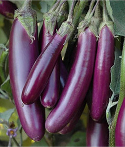 ishika Long Brinjal for Home Garden Seed