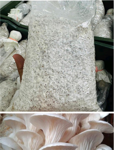 SpawnCraft mushroom seed, Mushroom spawn, Oyster mushroom seed,spwan, Buttom mushroom Seed
