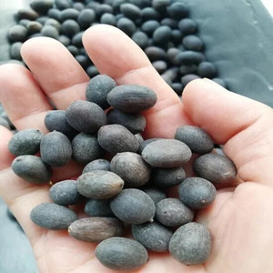 JVK Lotus, Kamal Flower Seed