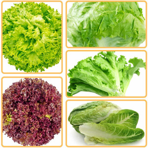 बीज हब प्लस लेट्यूस मिक्स सीड कॉम्बो (5 वैरायटी) 1100+ बीज घरेलू बागवानी के लिए बीज