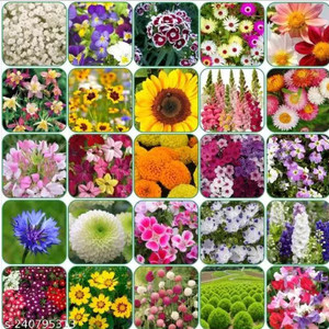 एएमकेडीसीड्स होम गार्डन के लिए 25 वैराइटी कॉम्बो फ्लावर सीड्स, गर्मी, सर्दी और वसंत सभी मौसम बीज