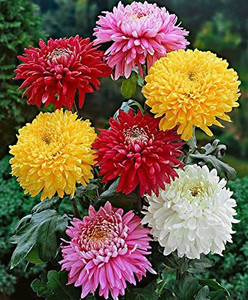 KANAYA Chrysanthemum Mix Flower Seed Price in India - Buy KANAYA  Chrysanthemum Mix Flower Seed online at Flipkart.com