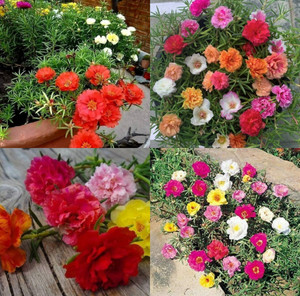 ibains 10 o clock flower seeds Seed