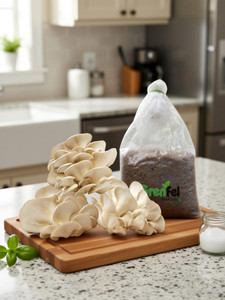 KrishnaNursery Mushroom 400 Gm White Mushroom Mushrooms 1st Generation Spawn/Seeds CO2 Variety Seed