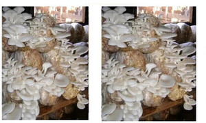 Arko Oyster Mushroom Spawn Grain Seeds – First Generation High Yield White Mycelium Seed