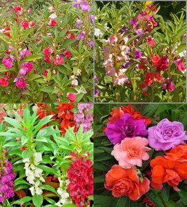 ibains Balsam rose flower seeds beez 54 Seed