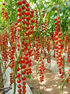 LBS FARMING Cherry Tomato vegetable seeds. Pack of 100 Seed
