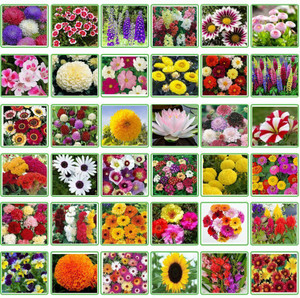 BISWAS 36 Variety Of Flower Seeds Combo Pack Seed