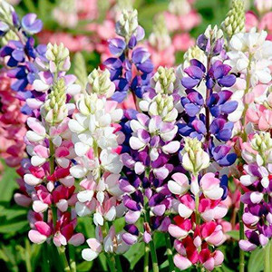 Lorvox lupin flower seeds/lupin Seed Price in India - Buy Lorvox