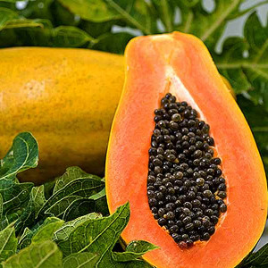 CEZIUS Super Sweet Super Sweet Papaya -6I Seed Price in India