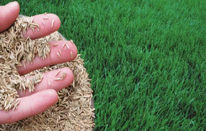 wequality Lawn grass seeds/Durba grass seeds for garden Seed